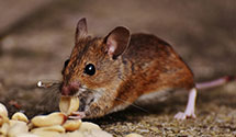 commercial-pest-management Experts in Waterbury Center